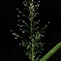 <i>Eragrostis viscosa</i>  (Retz.) Trin.